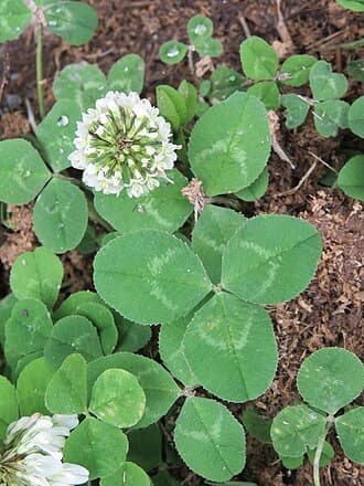 A white clover weed being photographed for identification